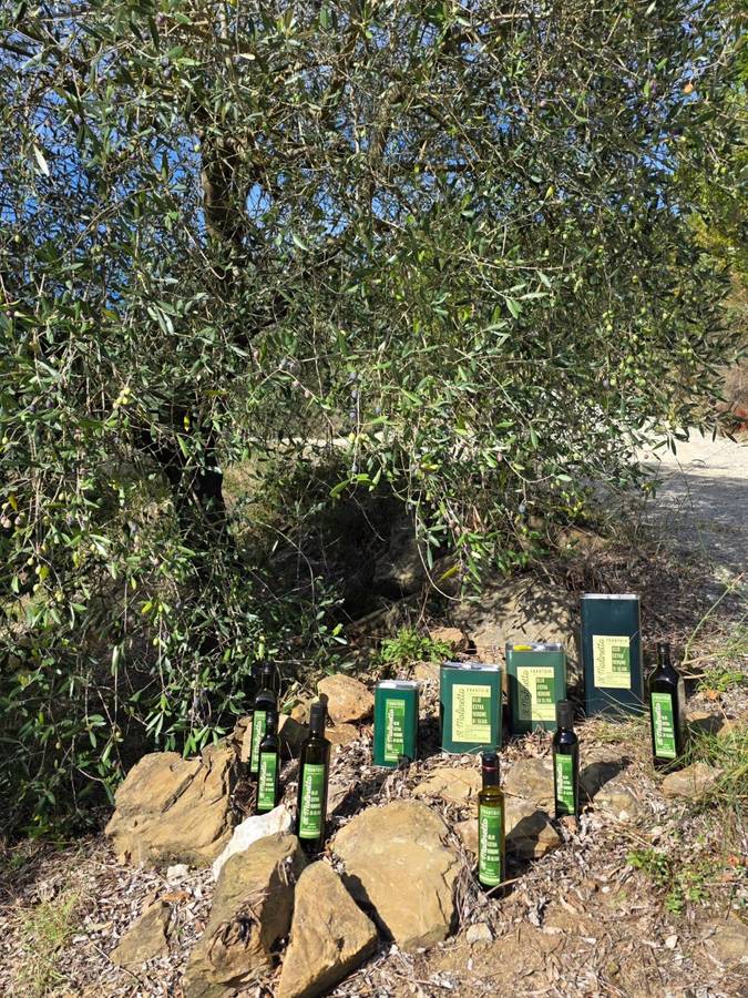 La gamma completa di lattine e bottiglie Il Molinetto, disposta sotto un ulivo carico di olive